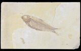Fossil Fish (Knightia) - Wyoming #109983-1